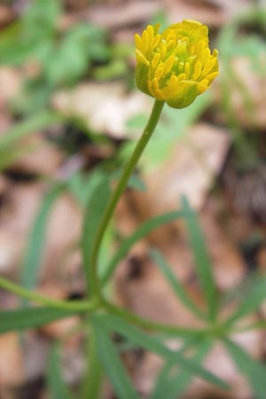 Ranunculus hirsutulus \ Flaum-Gold-Hahnenfu� / Fluffy Goldilocks, D Th&uuml;ringen, Legefeld 6.5.2013