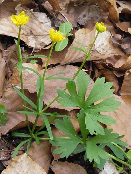 Ranunculus hirsutulus \ Flaum-Gold-Hahnenfu� / Fluffy Goldilocks, D Th&uuml;ringen, Legefeld 6.5.2013