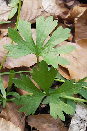 Ranunculus hirsutulus \ Flaum-Gold-Hahnenfu� / Fluffy Goldilocks, D Th&uuml;ringen, Legefeld 6.5.2013