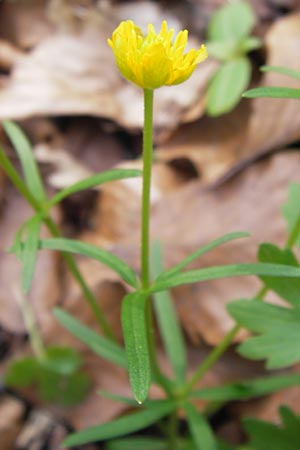 Ranunculus hirsutulus \ Flaum-Gold-Hahnenfu� / Fluffy Goldilocks, D Th&uuml;ringen, Legefeld 6.5.2013