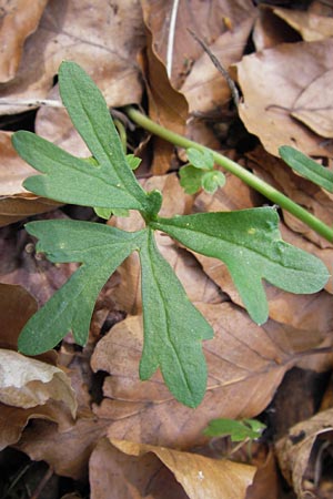 Ranunculus hirsutulus \ Flaum-Gold-Hahnenfu� / Fluffy Goldilocks, D Th&uuml;ringen, Legefeld 6.5.2013