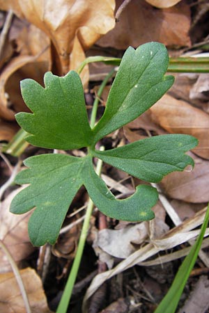 Ranunculus hirsutulus \ Flaum-Gold-Hahnenfu� / Fluffy Goldilocks, D Th&uuml;ringen, Legefeld 6.5.2013