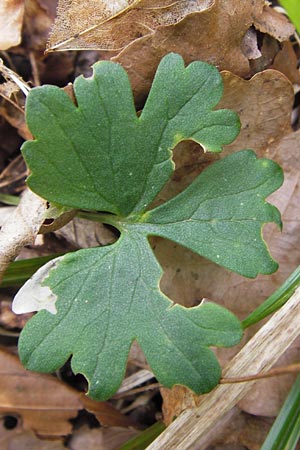 Ranunculus hirsutulus \ Flaum-Gold-Hahnenfu� / Fluffy Goldilocks, D Th&uuml;ringen, Legefeld 6.5.2013