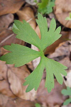 Ranunculus hirsutulus \ Flaum-Gold-Hahnenfu� / Fluffy Goldilocks, D Th&uuml;ringen, Legefeld 6.5.2013