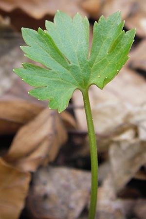 Ranunculus hirsutulus \ Flaum-Gold-Hahnenfu� / Fluffy Goldilocks, D Th&uuml;ringen, Legefeld 6.5.2013