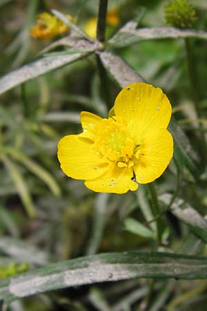 Ranunculus argoviensis ? \ Aargauer Gold-Hahnenfu / Aargau Goldilocks, D Odenwald, Kreiswald 11.5.2013