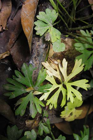 Ranunculus argoviensis ? \ Aargauer Gold-Hahnenfu / Aargau Goldilocks, D Odenwald, Kreiswald 11.5.2013