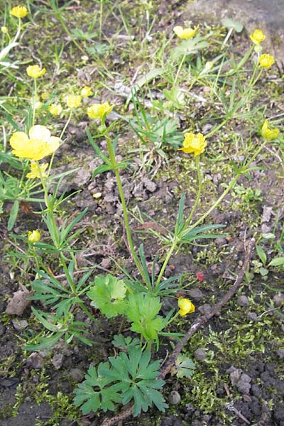 Ranunculus hevellus \ Rathenower Gold-Hahnenfu / Rathenow Goldilocks, D Thüringen Weimar, Neuer Friedhof 6.5.2013