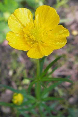 Ranunculus hevellus \ Rathenower Gold-Hahnenfu / Rathenow Goldilocks, D Thüringen Weimar, Neuer Friedhof 6.5.2013