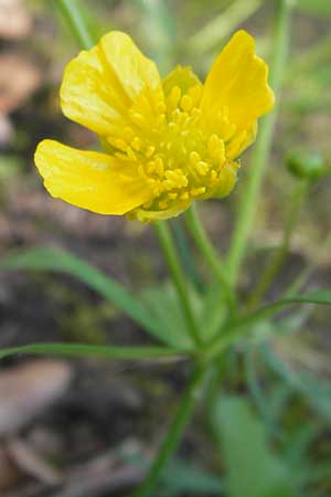 Ranunculus hevellus \ Rathenower Gold-Hahnenfu / Rathenow Goldilocks, D Thüringen Weimar, Neuer Friedhof 6.5.2013