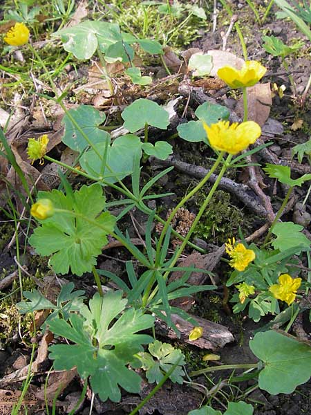 Ranunculus hevellus \ Rathenower Gold-Hahnenfu / Rathenow Goldilocks, D Thüringen Weimar, Neuer Friedhof 6.5.2013