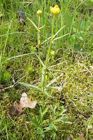 Ranunculus hirsutulus \ Flaum-Gold-Hahnenfu� / Fluffy Goldilocks, D Th&uuml;ringen Weimar, Belvedere 6.5.2013