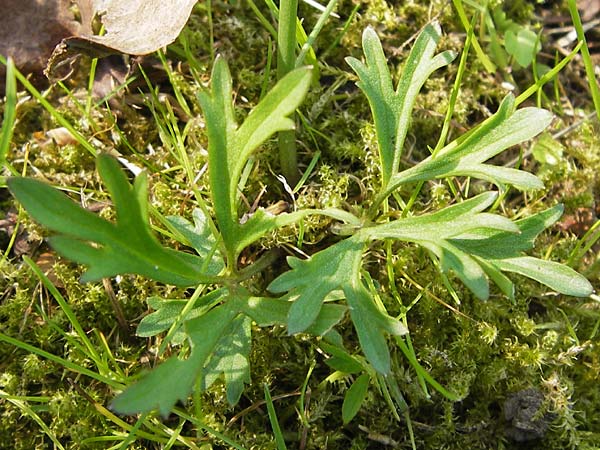 Ranunculus hirsutulus \ Flaum-Gold-Hahnenfu� / Fluffy Goldilocks, D Th&uuml;ringen Weimar, Belvedere 6.5.2013