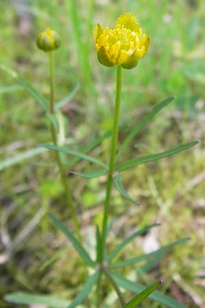 Ranunculus hirsutulus \ Flaum-Gold-Hahnenfu� / Fluffy Goldilocks, D Th&uuml;ringen Weimar, Belvedere 6.5.2013
