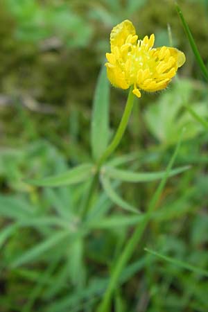 Ranunculus hirsutulus \ Flaum-Gold-Hahnenfu� / Fluffy Goldilocks, D Th&uuml;ringen Weimar, Belvedere 6.5.2013