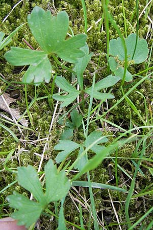 Ranunculus hirsutulus \ Flaum-Gold-Hahnenfu� / Fluffy Goldilocks, D Th&uuml;ringen Weimar, Belvedere 6.5.2013