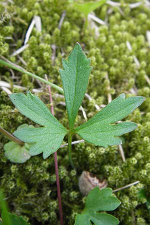 Ranunculus hirsutulus \ Flaum-Gold-Hahnenfu� / Fluffy Goldilocks, D Th&uuml;ringen Weimar, Belvedere 6.5.2013