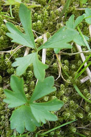 Ranunculus hirsutulus \ Flaum-Gold-Hahnenfu� / Fluffy Goldilocks, D Th&uuml;ringen Weimar, Belvedere 6.5.2013
