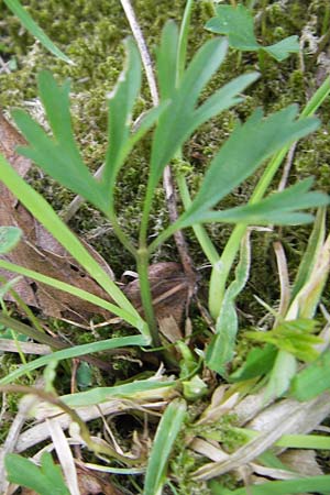 Ranunculus hirsutulus \ Flaum-Gold-Hahnenfu� / Fluffy Goldilocks, D Th&uuml;ringen Weimar, Belvedere 6.5.2013