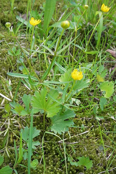 Ranunculus hirsutulus \ Flaum-Gold-Hahnenfu� / Fluffy Goldilocks, D Th&uuml;ringen Weimar, Belvedere 6.5.2013