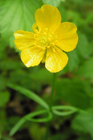 Ranunculus argoviensis ? \ Aargauer Gold-Hahnenfu / Aargau Goldilocks, D Odenwald, Mitlechtern 11.5.2013