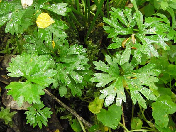 Ranunculus argoviensis ? \ Aargauer Gold-Hahnenfu / Aargau Goldilocks, D Odenwald, Mitlechtern 11.5.2013