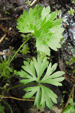 Ranunculus argoviensis ? \ Aargauer Gold-Hahnenfu / Aargau Goldilocks, D Odenwald, Mitlechtern 11.5.2013