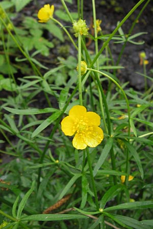 Ranunculus argoviensis ? \ Aargauer Gold-Hahnenfu / Aargau Goldilocks, D Odenwald, Mitlechtern 11.5.2013