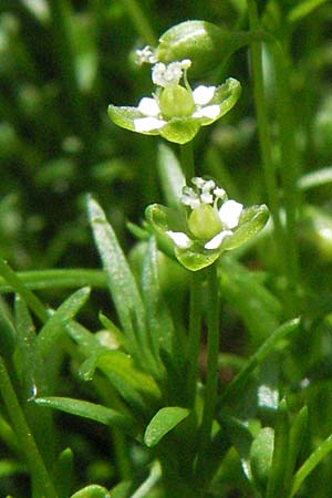 Sagina micropetala \ Aufrechtes Mastkraut / Fringed Pearlwort, D Odenwald, Hilsenhain 26.5.2007