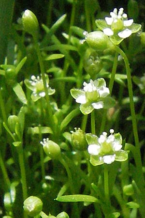 Sagina micropetala \ Aufrechtes Mastkraut / Fringed Pearlwort, D Odenwald, Hilsenhain 26.5.2007