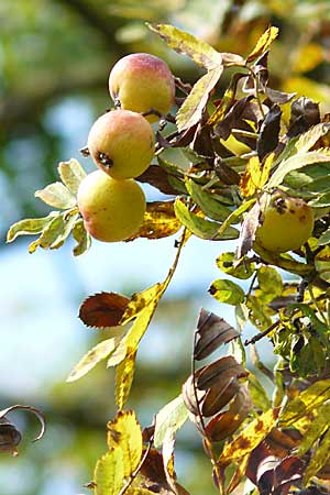Sorbus domestica \ Speierling / Service Tree, D Pforzheim 27.9.2008