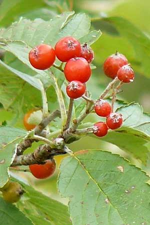 Sorbus pulchra \ Schne Mehlbeere / Goessweinstein Whitebeam, D Franken/Franconia Gößweinstein 6.8.2011