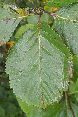 Sorbus danubialis \ Donau-Mehlbeere / Danube Whitebeam, D Botan. Gar.  Universit.  Regensburg 5.8.2011