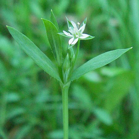 Stellaria alsine \ Quell-Sternmiere / Bog Stitchwort, D Schriesheim-Altenbach 23.6.2006