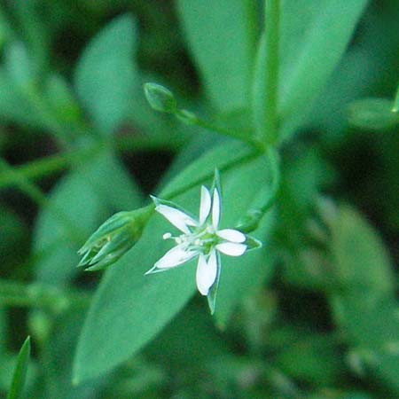 Stellaria alsine \ Quell-Sternmiere / Bog Stitchwort, D Schriesheim-Altenbach 23.6.2006