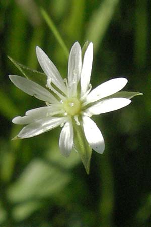 Stellaria alsine \ Quell-Sternmiere / Bog Stitchwort, D Schriesheim-Altenbach 23.6.2006