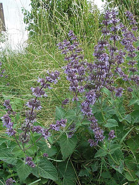 Salvia verticillata \ Quirl-Salbei / Whorled Sage, D Neuleiningen 1.7.2006
