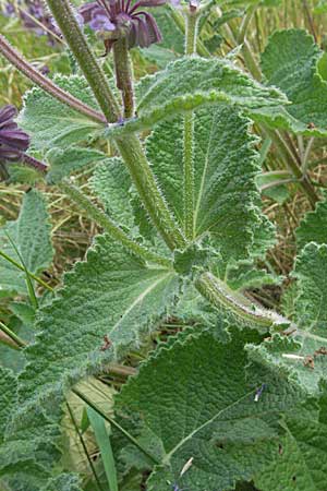 Salvia verticillata \ Quirl-Salbei / Whorled Sage, D Neuleiningen 1.7.2006