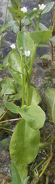 Samolus valerandi \ Salzbunge / Brookweed, D Eisenberg 1.7.2006