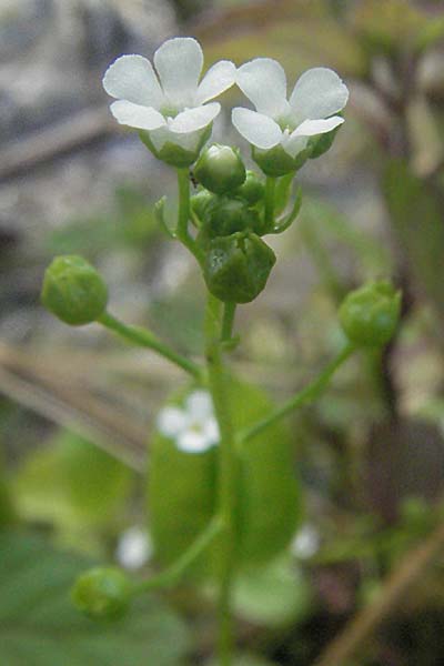 Samolus valerandi \ Salzbunge / Brookweed, D Eisenberg 1.7.2006