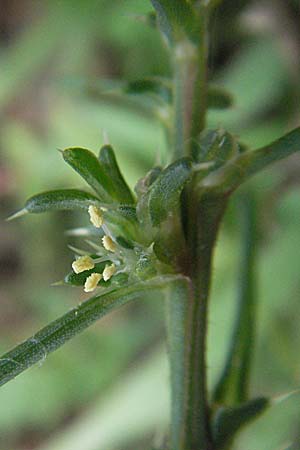 Salsola kali subsp. ruthenica \ Ukraine-Salzkraut / Russian Thistle, Glasswort, D Schwetzingen 5.8.2006