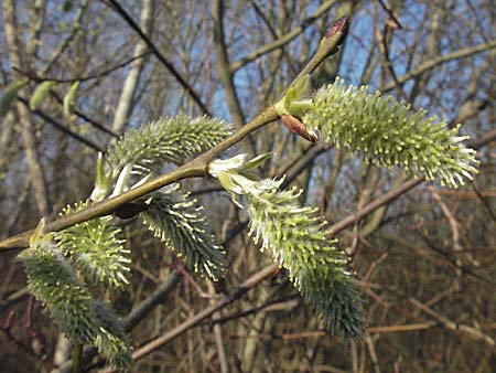 Salix caprea \ Sal-Weide / Goat Willow, D Mannheim 12.3.2007