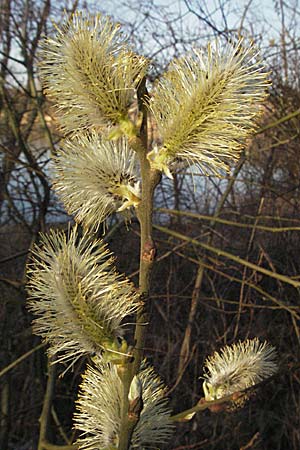Salix caprea \ Sal-Weide / Goat Willow, D Mannheim 12.3.2007