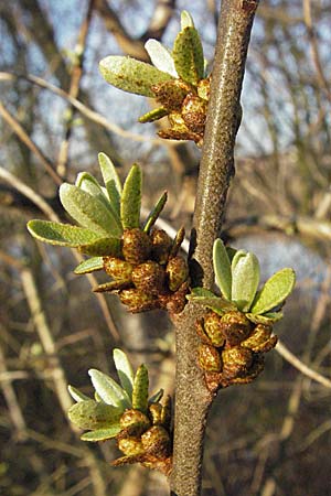Hippophae rhamnoides \ Sanddorn / Sea Buckthorn, D Mannheim 12.3.2007