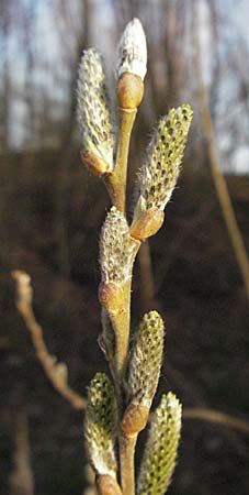 Salix caprea \ Sal-Weide / Goat Willow, D Mannheim 12.3.2007