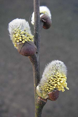Salix caprea \ Sal-Weide / Goat Willow, D Mannheim 12.3.2007