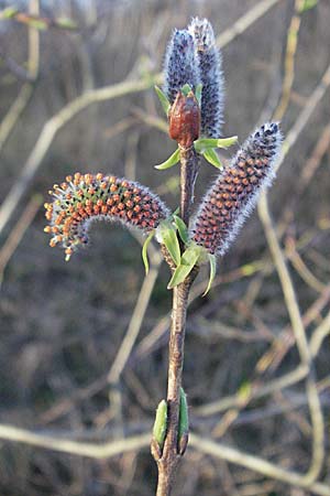 Salix purpurea \ Purpur-Weide / Purple Willow, D Mannheim 12.3.2007