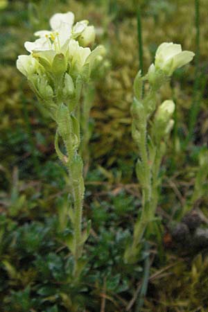 Saxifraga zeleborii \ Steinbrech / Saxifrage, D Botan. Gar.  Universit.  Heidelberg 17.3.2007
