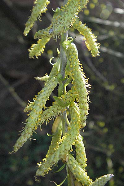 Salix viminalis \ Korb-Weide / Common Osier, D Mannheim 25.3.2007