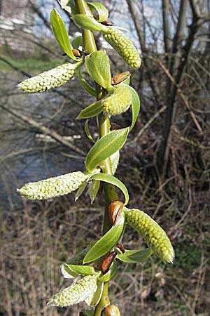 Salix alba \ Silber-Weide / White Willow, D Mannheim 25.3.2007